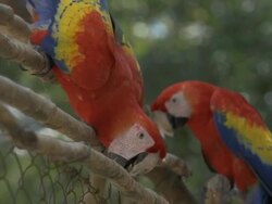 Macaw parrots from branch to branch Stock Footage