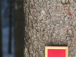 HD: Message Board In The Woods Stock Footage