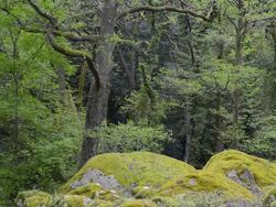 MS Shot of Rocks in Deciduous forest / Col de Bavella, Corsica, France Stock Footage