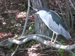 Red-Eyed Heron Perching on a Branch Stock Footage