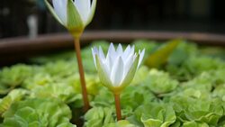 purple water Lily Stock Footage