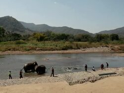 WS elephant bathing in river at Elephant Nature Park Stock Footage