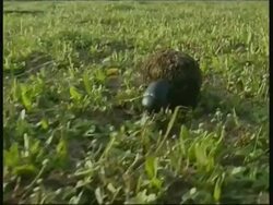 Dung beetle rolling dung ball over grass, South India Stock Footage