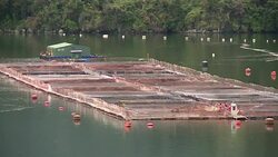 VOICED : Salmon chileno ante el dilema de crecer sin desatar hecatombe News Clip