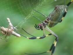 Nephila antipodiana attack on grasshopper Stock Footage