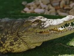 Crocodile sits on grass with open mouth; baring sharp teeth. Stock Footage