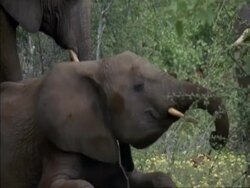 CU African Elephant calf, Loxodonta africana, lying down covered in soil then standing up, Botswana, Africa Stock Footage