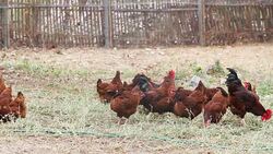 Chicken Eating Food in farm Stock Footage
