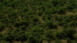 A herd of giraffes run through trees across a green veld. Stock Footage
