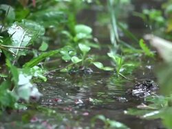 Rainy path close up        NA Stock Footage