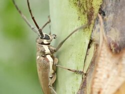 Beetle in Action Stock Footage