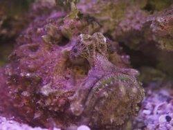 Stone Fish Stock Footage