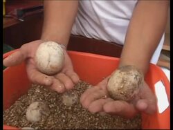 Hopes are fading for Lonesome George's chances of fatherhood. News Clip