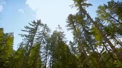 Tall trees in the forests of the Pacific Northwest, USA Stock Footage