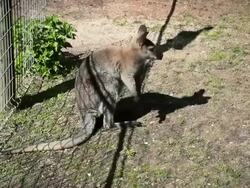Kangaroo Stock Footage