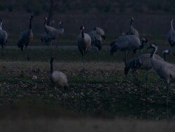 European Cranes (Grus grus), North East Extremadura in Dehesa. Stock Footage