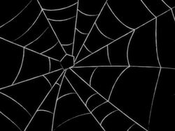 spider webs Stock Footage