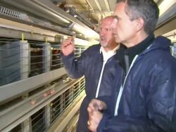 Third of European Eggs May not meet Standards News Clip