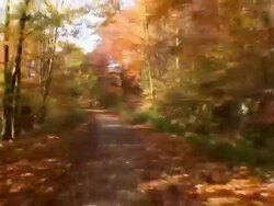 HD TIME-LAPSE: In the forest Stock Footage