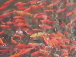 MS Colorful fish in pond/xian,shaanxi,China Stock Footage