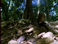 Agouti, CU agouti picks up Dipteryx fruit from pile on forest floor and eats it, Panama Stock Footage