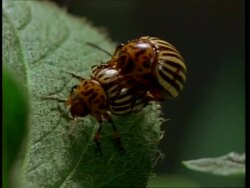 CU Pair of Colorado Beetles mating Stock Footage