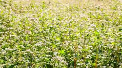 MS DS Buckwheat Blossoming In The Field Stock Footage