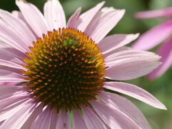 close shot of purple cone flower - echinacea Stock Footage