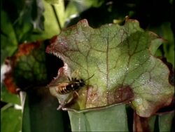Sarracenia Pitcher Plant and wasp, UK Stock Footage