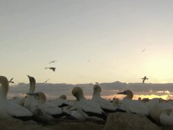 WS View of Cape gannets nesting and preening on island with sun partially obsured by low cloud / Namaqualand, Northern Cape, South Africa Stock Footage