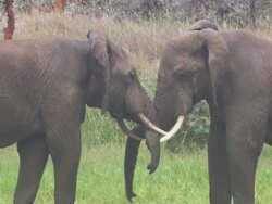 Medium static - Two African elephants intertwine their trunks and push against each other / Kenya Stock Footage