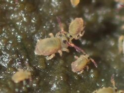 Springtail (Sminthurides aquaticus) Group wrestling Stock Footage