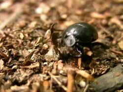 PAL: Scarab beetle Stock Footage