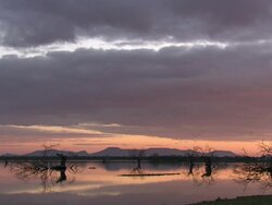 Scenic, North East Extremadura in Dehesa. Habitat of European Crane (Grus grus) Stock Footage