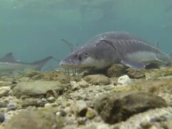 under water clip of Acipenser naccarii, also known as Adriatic Sturgeon swimming in fish farm,2K,2KMSTR Stock Footage