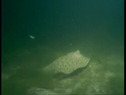 MCU Underwater view of Stingray moving through murky water, South America Stock Footage