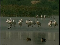 WA Spoonbills feeding in water, Flamingos in background, Gujarat, India Stock Footage