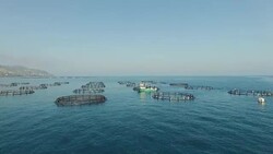 Heli-Shot of Fish Farm Stock Footage