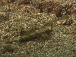 Finger dragonet, walks across bottom, Indonesia  Stock Footage