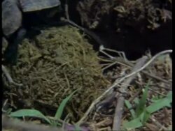 CU dung beetle making dung ball, pans right to another, Kenya Stock Footage