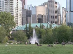 WS Ducks walking in yard at park  / Calgary, Alberta, Canada Stock Footage