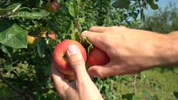 Picking an apple Stock Footage