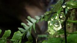 Eggs of Maria's Giant Glass Frog (Nymphargus mariae) in the Ecuadorian Amazon with a waterfall in the background Stock Footage