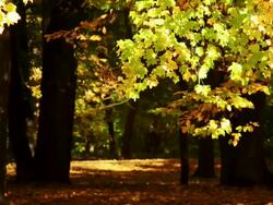 Autumn Forest Stock Footage