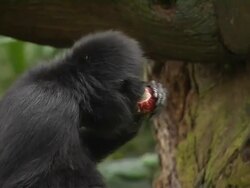Close Up Shot Spider Monkey Singapore Stock Footage