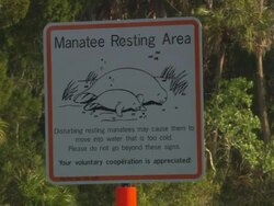 Coastline Manatee (Trichechus manatus), Florida, North Atlantic Ocean  Stock Footage