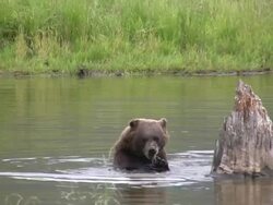 Bear Playing in the Water Stock Footage