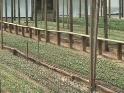 Snapdragons (Antirrhinum Majus) Stock Footage