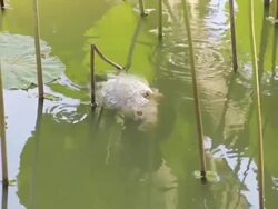 Dead fish floating in the pond. Stock Footage