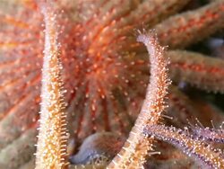 Starfish Stock Footage